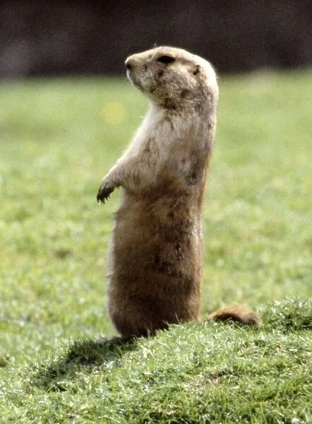 A marmot July 1981