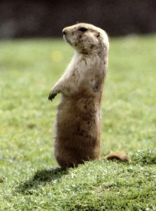 Framed Print : A marmot July 1981