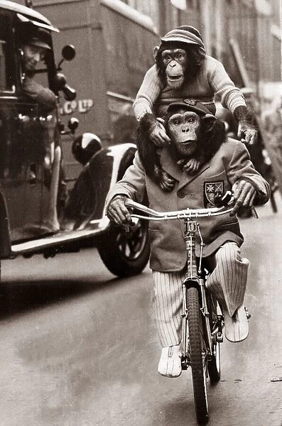 Marquis the Chimpanzee riding a bicycle and carrying two year old Baron on his shoulders