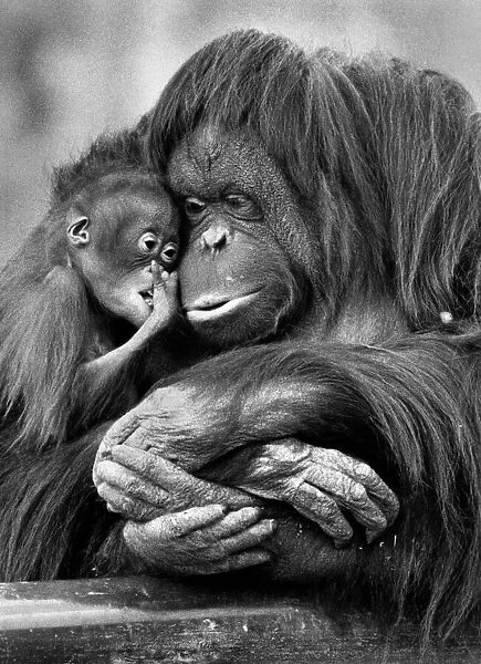 Martha and baby Sureiki (Orang - Utans). April 1985 P009711