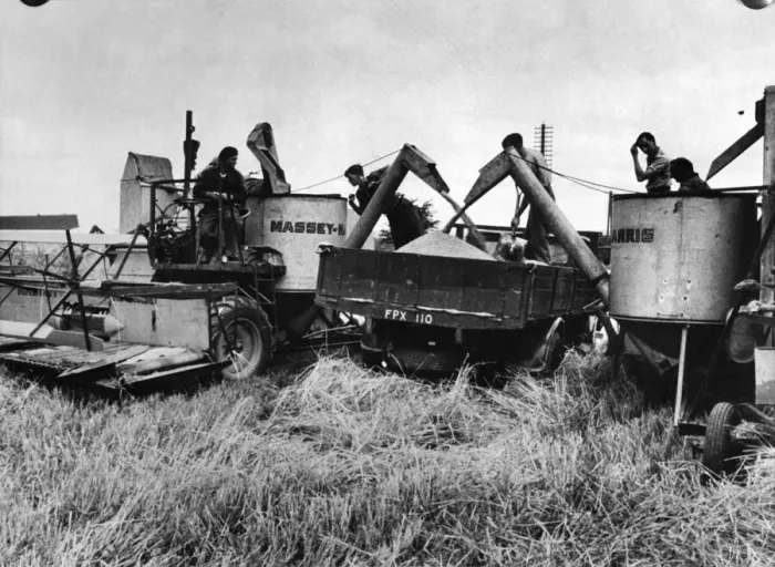 Framed Print : Massey Harris Combine harvesters at work near Basingstoke Circa 1950. P004520 Framed Print : Massey Harris Combine harvesters at work near Basingstoke Circa 1950. P004520