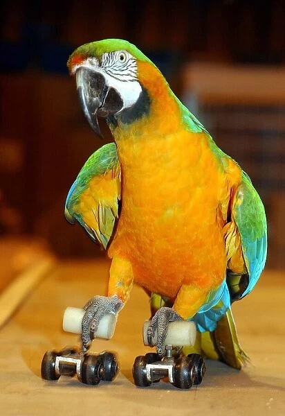 'Matilda'a Catalina Macaw shows her roller skating skills during a talented