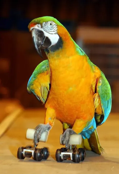 Framed Print : Matilda'a Catalina Macaw shows her roller skating skills during a talented Framed Print : Matilda'a Catalina Macaw shows her roller skating skills during a talented