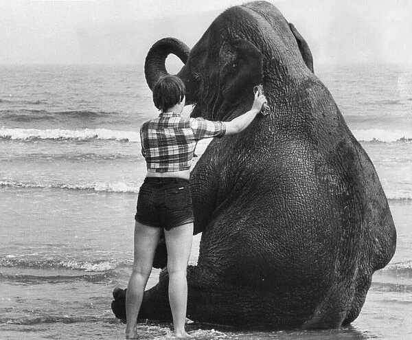 Maureen the elephant gets a rub down at the sea