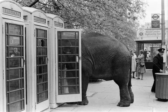 Framed Print : Maureen the elephant, with Robert Brothers circus, is living in Hyde Park this week