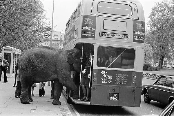 Maureen the elephant, with Robert Brothers circus, is living in Hyde Park this week