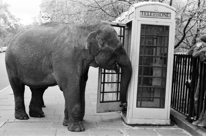 Framed Print : Maureen the elephant, with Robert Brothers circus, is living in Hyde Park this week Framed Print : Maureen the elephant, with Robert Brothers circus, is living in Hyde Park this week