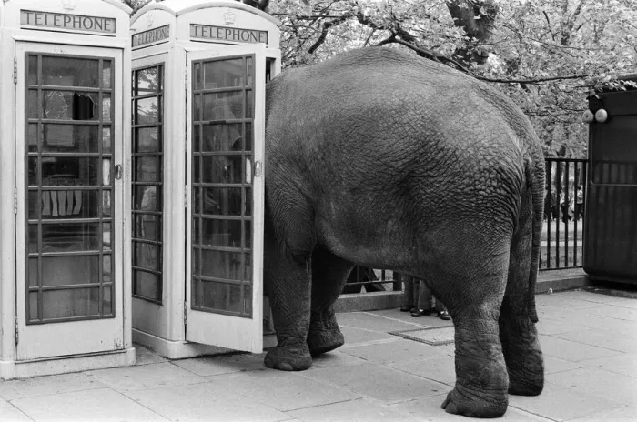 Framed Print : Maureen the elephant, with Robert Brothers circus, is living in Hyde Park this week Framed Print : Maureen the elephant, with Robert Brothers circus, is living in Hyde Park this week
