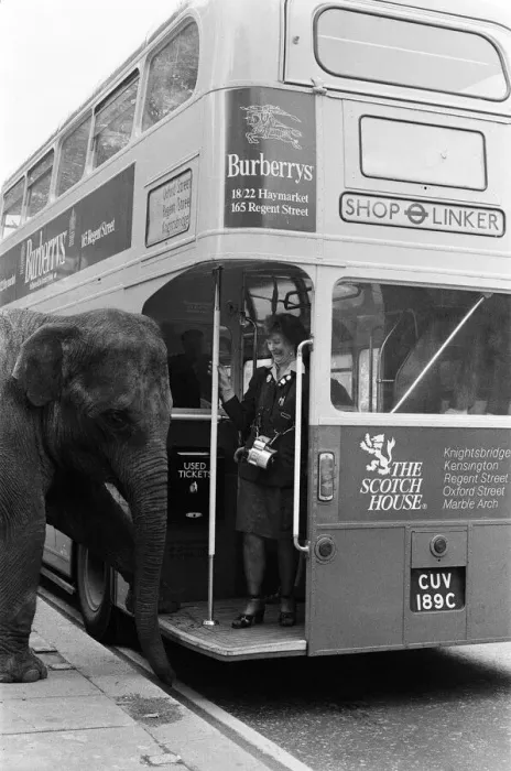 Framed Print : Maureen the elephant, with Robert Brothers circus, is living in Hyde Park this week Framed Print : Maureen the elephant, with Robert Brothers circus, is living in Hyde Park this week