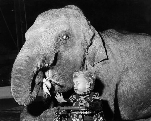 Maureen the elephant steals baby Bobbys banana, making him cry as he sits in his