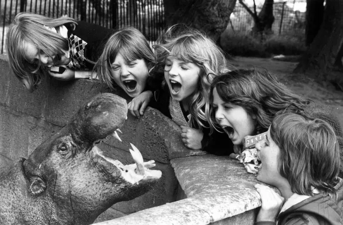 Framed Print : When Maxie laughs, everybody laughs. Maxie the pygmy Hippo is one of the favourites of Framed Print : When Maxie laughs, everybody laughs. Maxie the pygmy Hippo is one of the favourites of