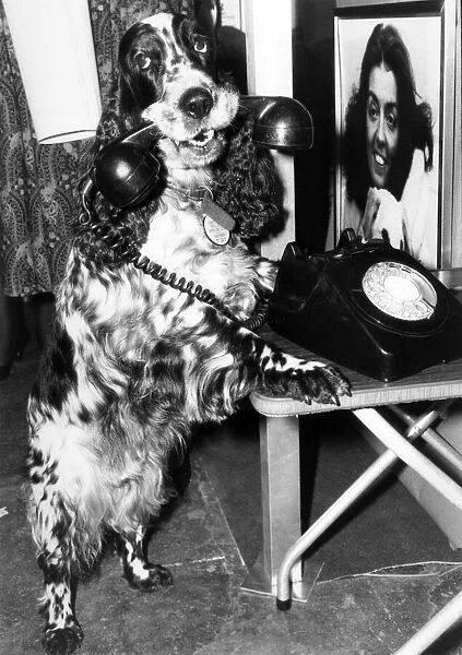 Its for me. Lucy the golden receiver answers the phone. February 1985 P011739