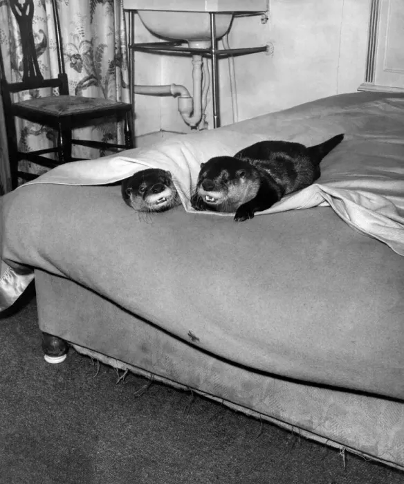 Framed Print : Mekles and Hump european otters prepare for bed. December 1963 P007359 Framed Print : Mekles and Hump european otters prepare for bed. December 1963 P007359