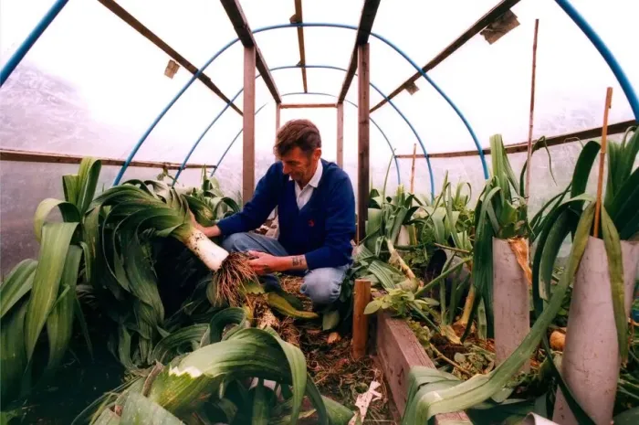 Framed Print : Mel Daglish in South Moor whos championship leeks have been slashed in his allotment in Framed Print : Mel Daglish in South Moor whos championship leeks have been slashed in his allotment in