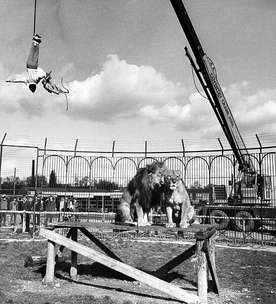 Mel Harveys escape act at Coventry Zoo, suspended over the lion