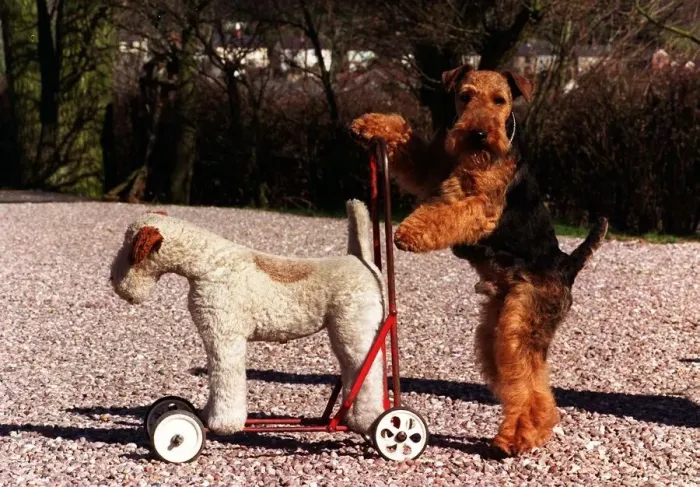 Framed Print : Mel the Welsh Terrier named after the Hollywood movie star Mel Gibson is the 1998 Crufts