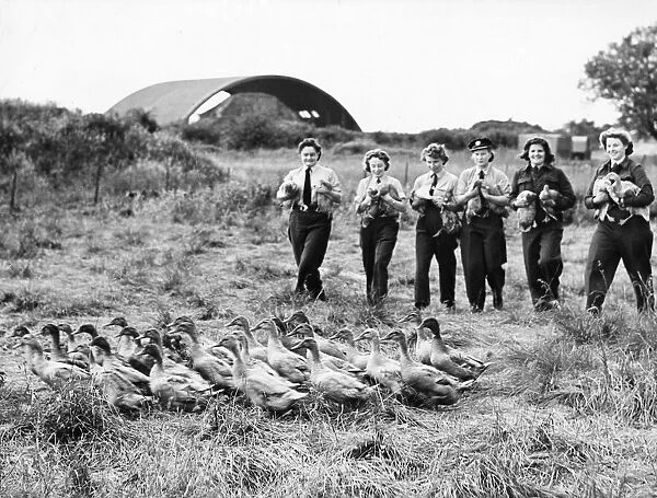 Member of The Womens Auxiliary Air Force (WaF) at a farm near London