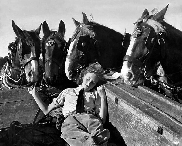 A member of the Womens Land Army a sleep in the back of a hay cart while the horses