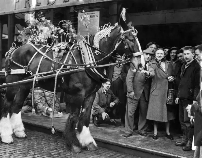 Framed Print : Members of the crowd feed one of the horses in Manchester annual May Day parade, May 1956 Framed Print : Members of the crowd feed one of the horses in Manchester annual May Day parade, May 1956