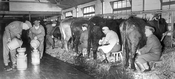 Members of the Home Guard seen here milking cows on a Devon farm. 14th March 1941