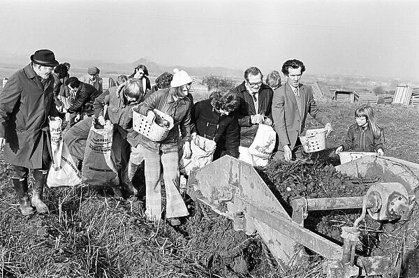 Members of the public help to harvest a late season crow of potatoes, Teesside