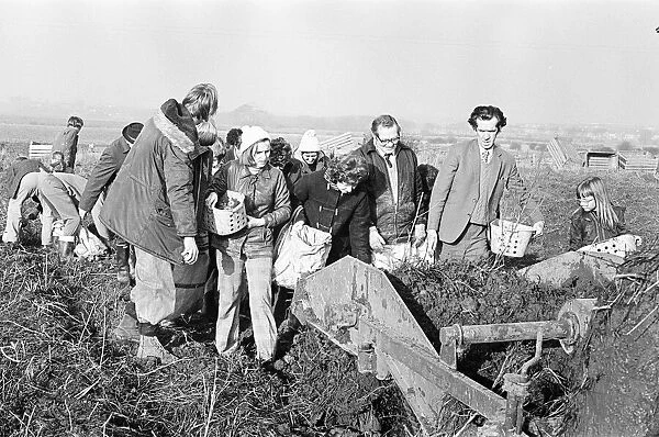 Members of the public help to harvest a late season crow of potatoes, Teesside