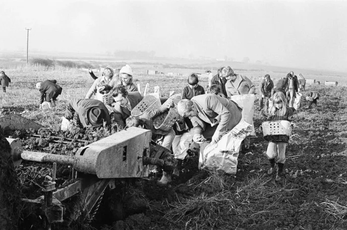 Framed Print : Members of the public help to harvest a late season crow of potatoes, Teesside Framed Print : Members of the public help to harvest a late season crow of potatoes, Teesside