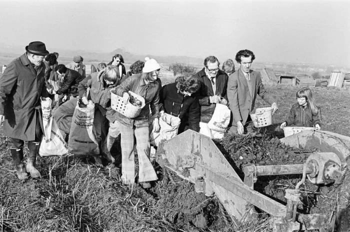 Framed Print : Members of the public help to harvest a late season crow of potatoes, Teesside Framed Print : Members of the public help to harvest a late season crow of potatoes, Teesside
