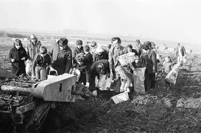 Framed Print : Members of the public help to harvest a late season crow of potatoes, Teesside Framed Print : Members of the public help to harvest a late season crow of potatoes, Teesside