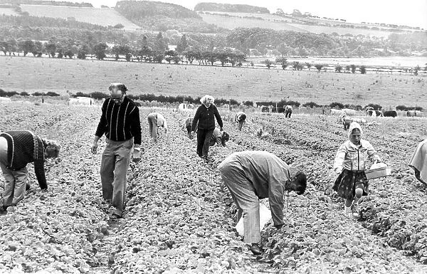Members of the public picking their own fruit in July 1979