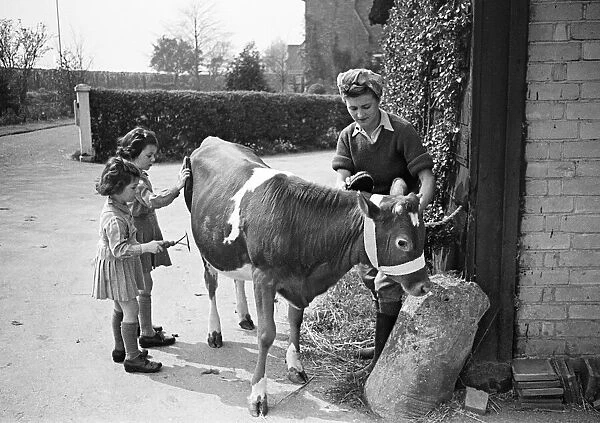 Members of the Women Land Army (WLA) giving a Jersey calf a brush down at Blackalls Farm