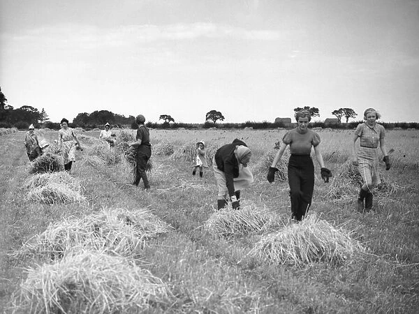 Members of the Women Land Army (WLA) harvesting in the English countryside during