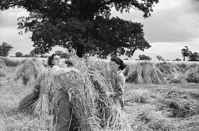 Framed Print : Members of the Women Land Army (WLA) at work on a farm in Hertfordshire Framed Print : Members of the Women Land Army (WLA) at work on a farm in Hertfordshire