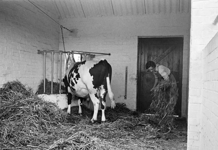 Framed Print : Members of the Women Land Army (WLA) at work on a farm in Hertfordshire Framed Print : Members of the Women Land Army (WLA) at work on a farm in Hertfordshire