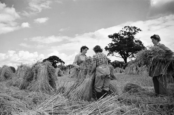 Framed Print : Members of the Women Land Army (WLA) at work on a farm in Hertfordshire
