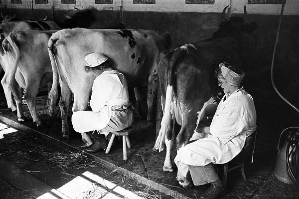 Members of the Women Land Army (WLA) at work using mechanical milkers for the cows on a