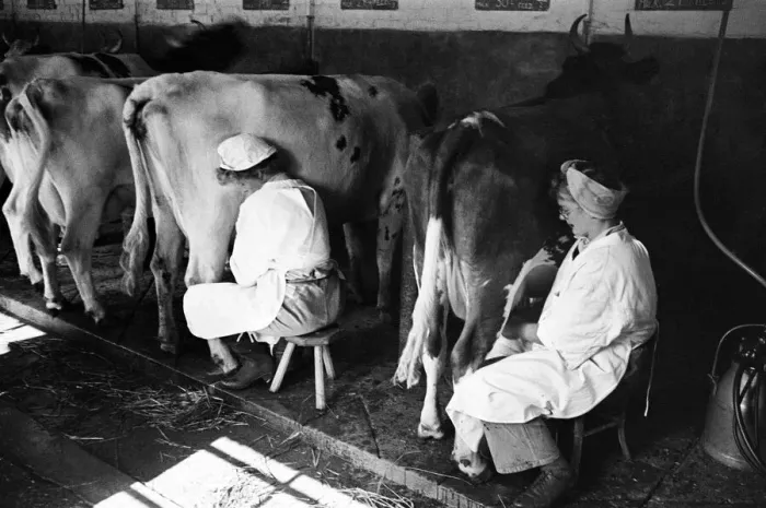 Framed Print : Members of the Women Land Army (WLA) at work using mechanical milkers for the cows on a Framed Print : Members of the Women Land Army (WLA) at work using mechanical milkers for the cows on a
