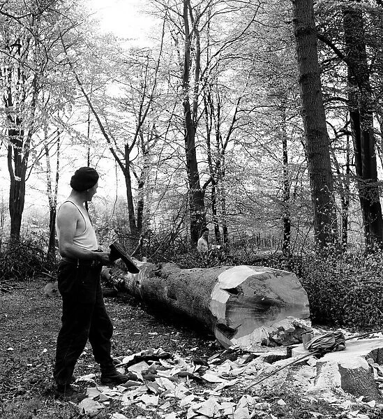 Men chopping a tree down in Ashridge Park, Hertfordshire. 18th May 1954