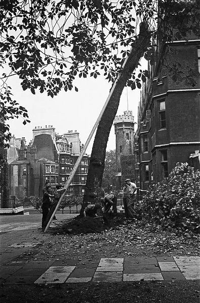 Men cutting down a tree in Fountain Court, The Temple, London, circa 1946