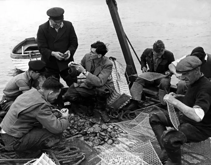 Framed Print : Men examine oysters which have been transported from Conway Framed Print : Men examine oysters which have been transported from Conway