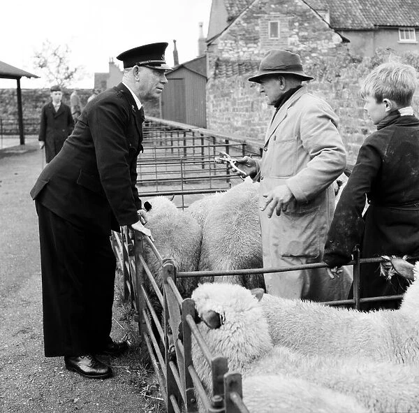 Men inspecting sheep at a cattle market at Thornbury, South Gloucestershire