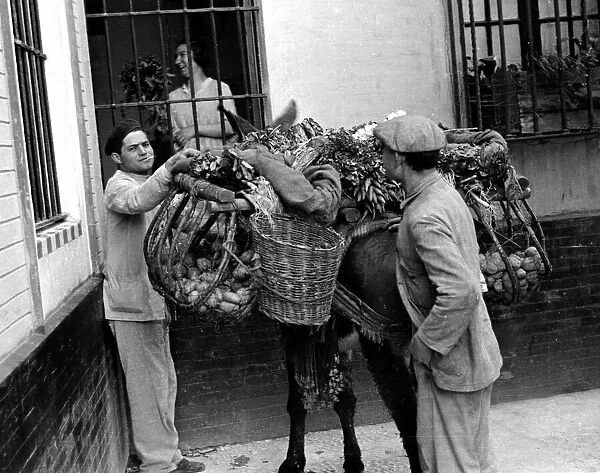 Two men loading a donkey with vegetables in Seville, Spain Circa 1935