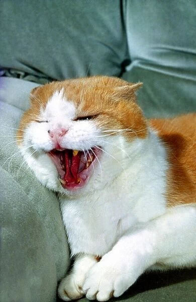 Menacing Cat on a sofa. Cats Animals Yawning MIRDs 9A 1544 #21514536