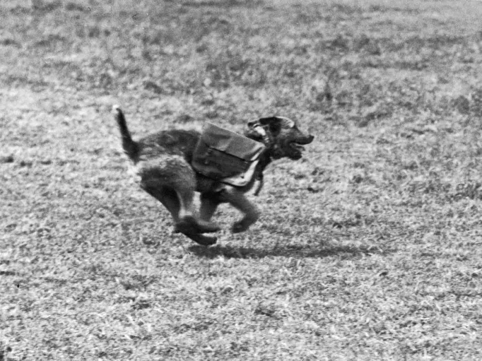 Framed Print : One of several messenger dogs used by the British Army in Flanders seen here on route Framed Print : One of several messenger dogs used by the British Army in Flanders seen here on route