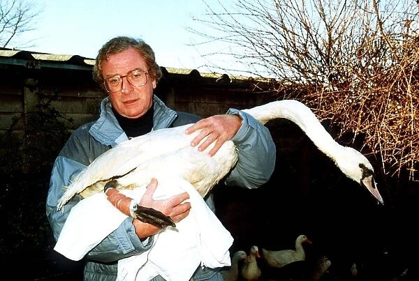 Michael Caine actor with injured swan being treated at Dot Beesons Sanctuary in Surrey