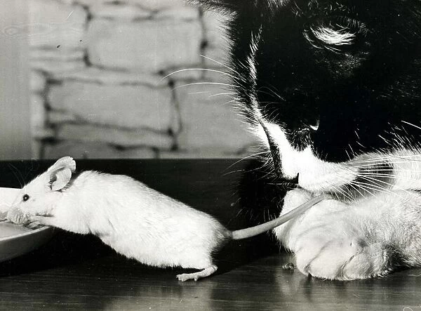 These are Michael Oswalds two pets, Tigger the cat and Felicity the mouse