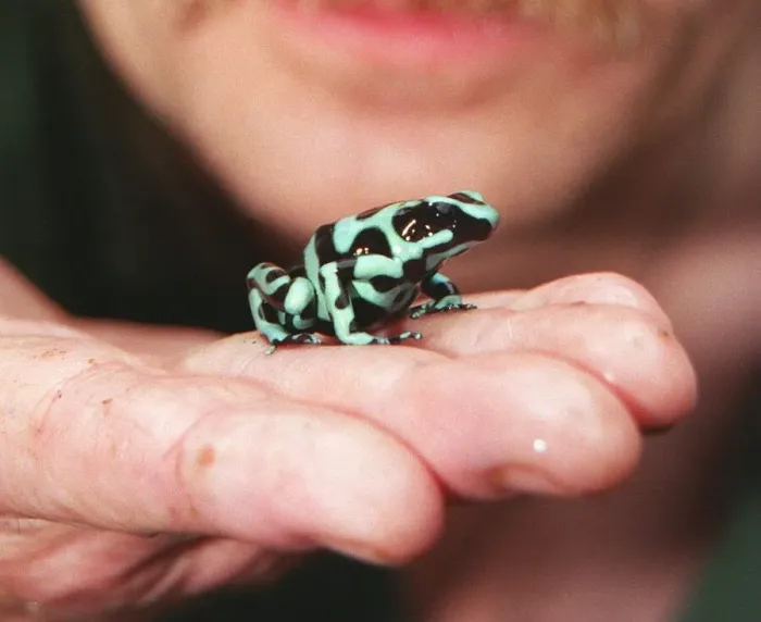 Framed Print : Mick Carman of London Zoo with a Poison Arrow Frog. October 1998 Framed Print : Mick Carman of London Zoo with a Poison Arrow Frog. October 1998