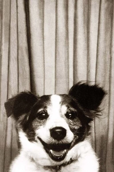 Mick the Collie Terrier - February 1974 smiles for the camera