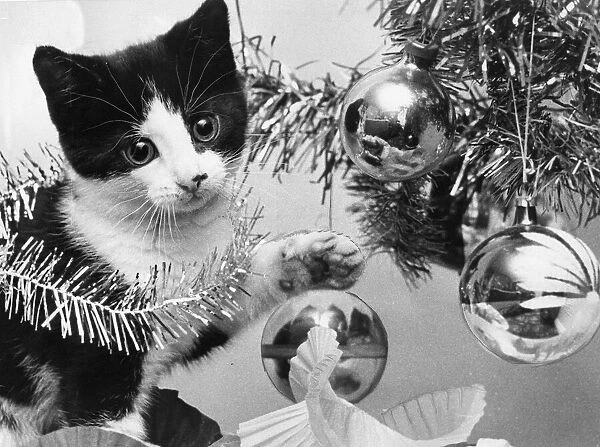 Mickey the kitten plays with the Christmas tree