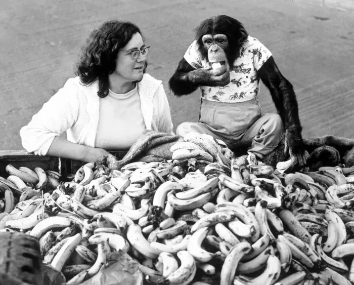 Framed Print : Micky, a three year old chimpanzee, on a shopping trip to Barras Heath wholesale market